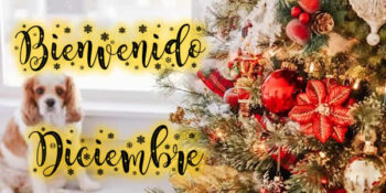 diciembre frases