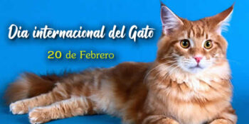 dia del gato