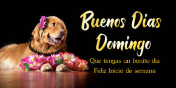 feliz domingo frases